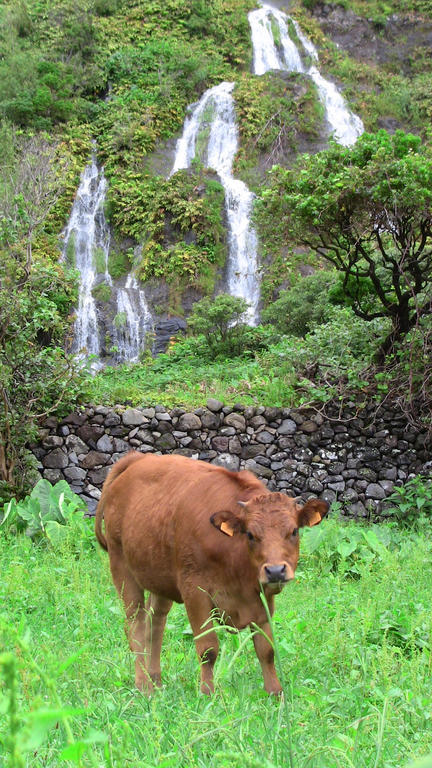 Alojamentos Flores Island Faja Grande Zewnętrze zdjęcie